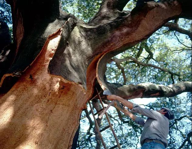 軟木安靜，阻燃并且具有很高的絕緣價(jià)值