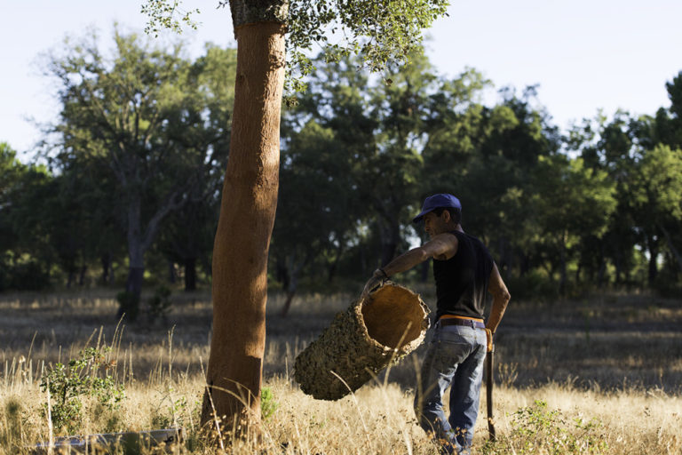 軟木.jpg 軟木.jpg